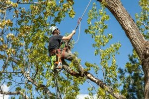 Remove Vines from Tall Trees