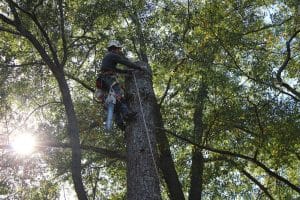 Remove Moss From Trees