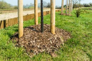 Remove a Palm Tree Stump by Hand