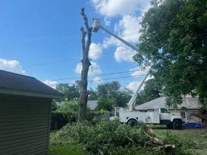 Homeowners Insurance Cover Tree Removal After Storms