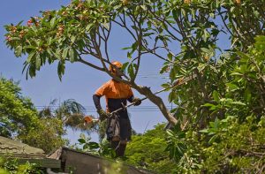 Remove Beehive from Tree