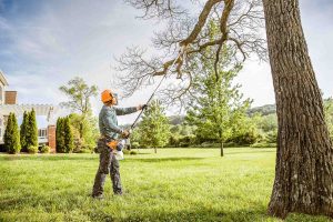 Dead Tree in Your Yard