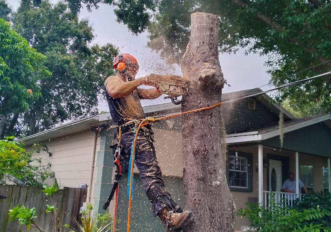 When to Remove Oak Trees
