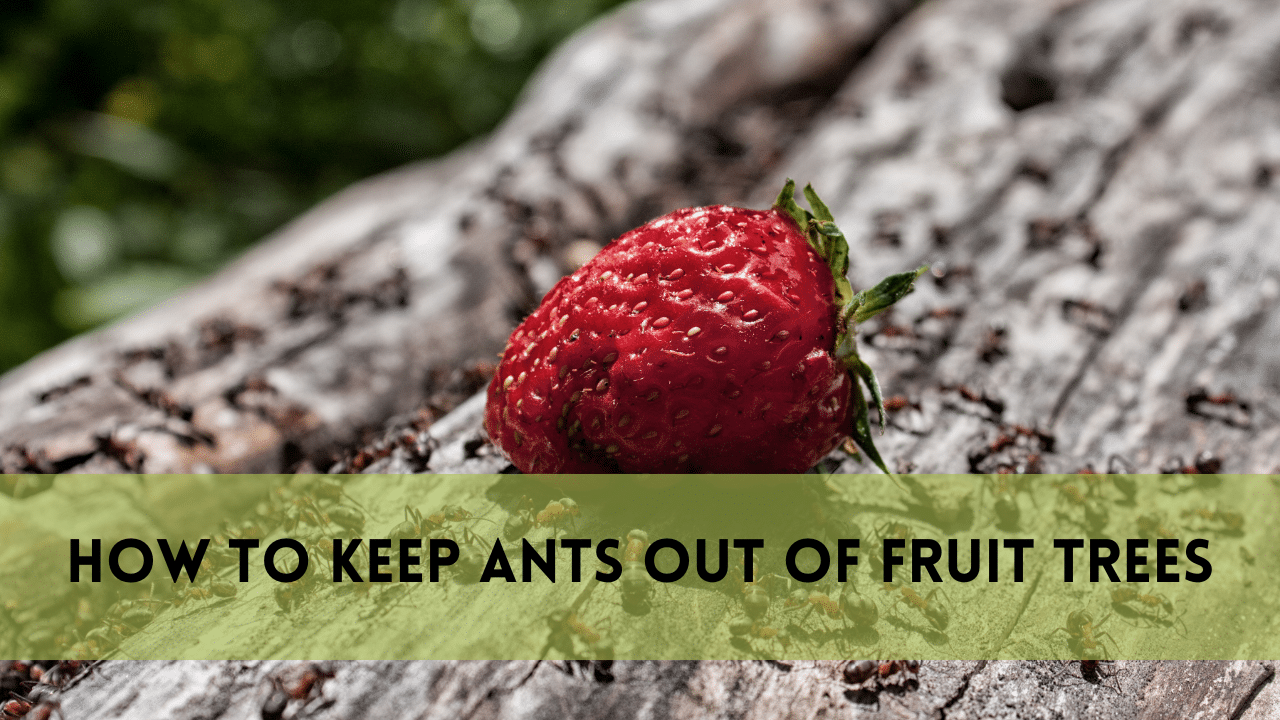 How to Keep Ants out Of Fruit Trees