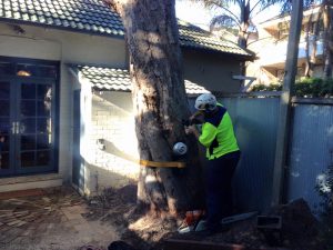 Planting Around Tree Stumps