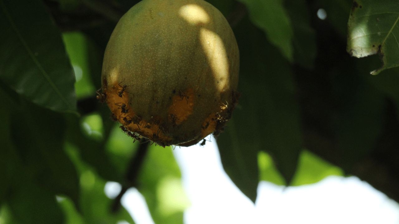 How to Keep Ants out Of Fruit Trees