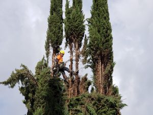 How Fast Do Elm Trees Grow