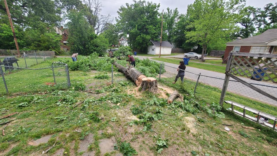 How to Deal with A Dead Tree at Home