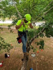 How to Care for Pecan Trees