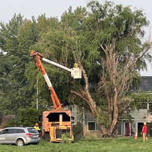 When to Remove Tree Stakes
