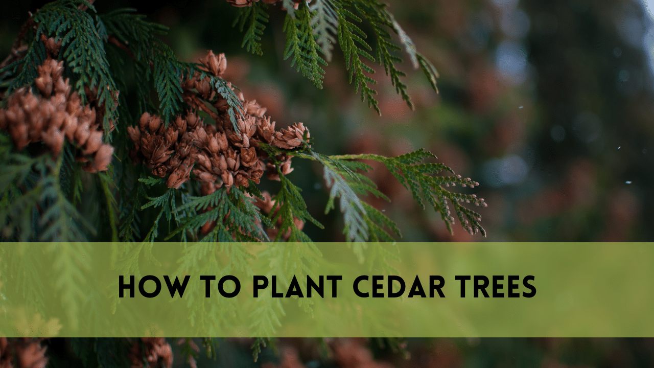 How to Plant Cedar Trees