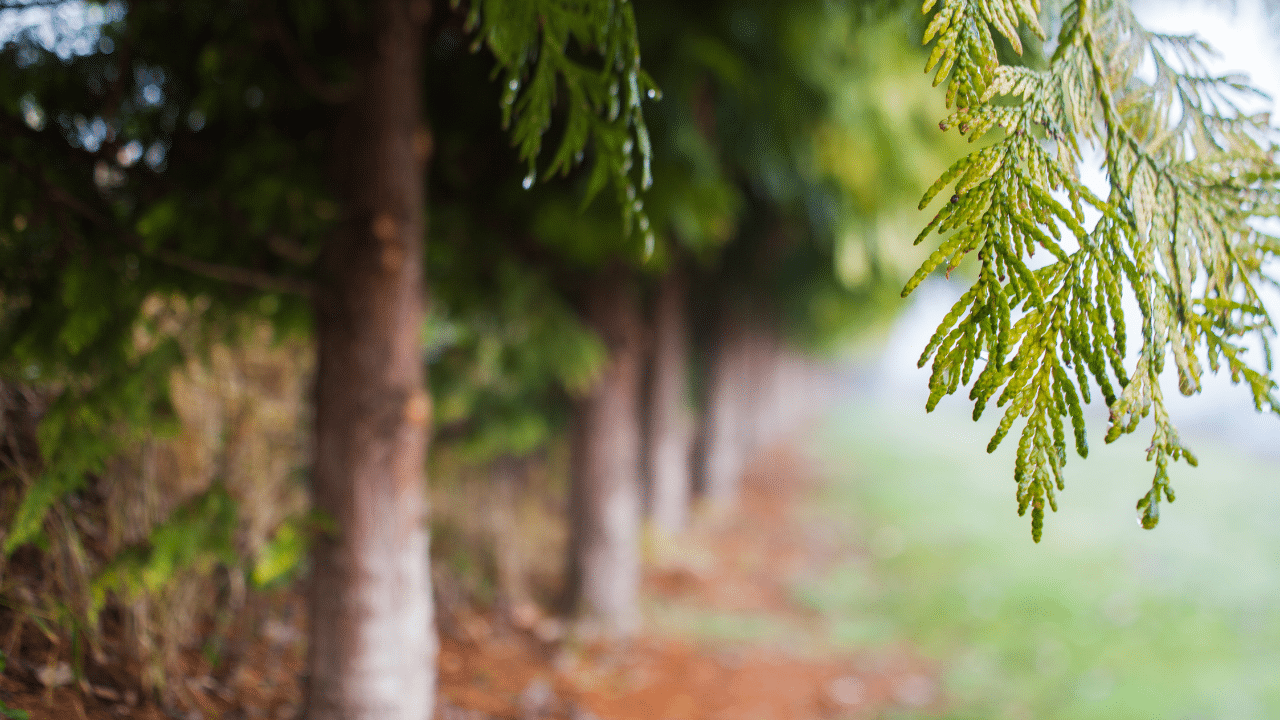 How to Plant Cedar Trees