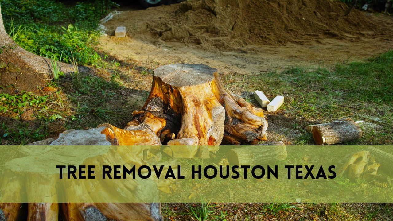 Tree Removal Houston Texas