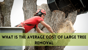 Cost of Large Tree Removal