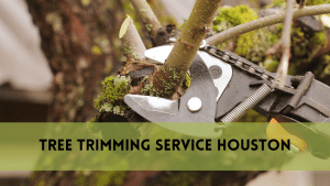 Tree Trimming Service Houston