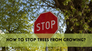 How to Stop Tree from Growing