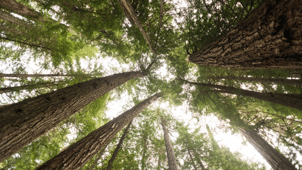 How to Stop Tree from Growing