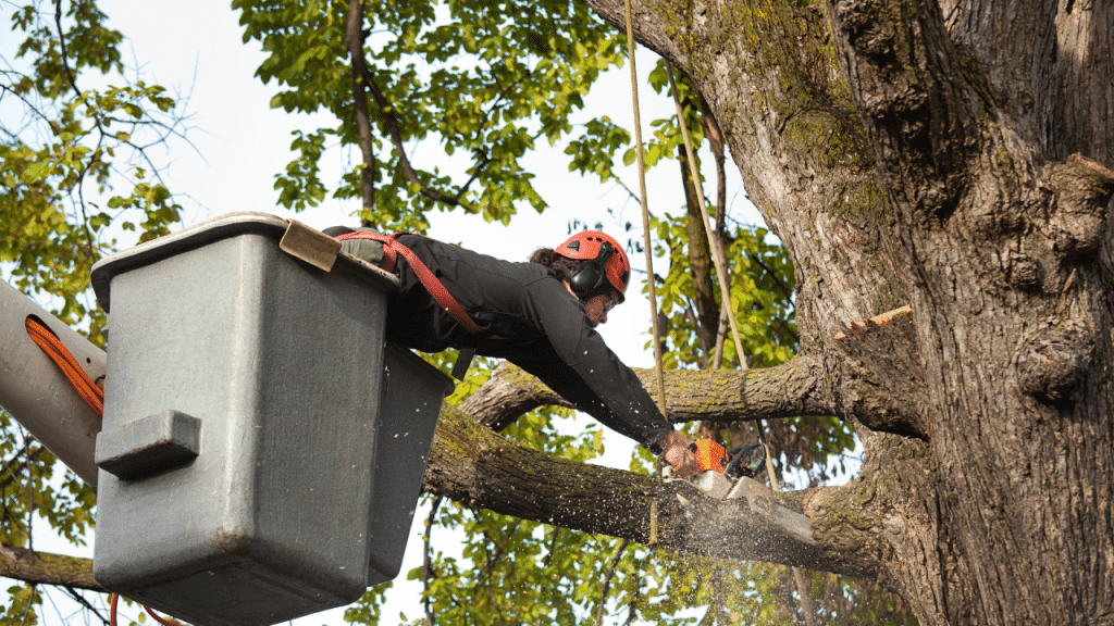 Tree Cutting Service in Houston