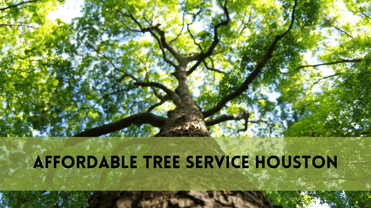 affordable tree service houston