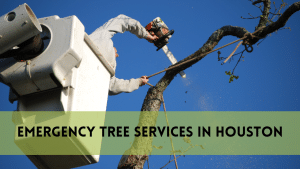 Emergency Tree Services