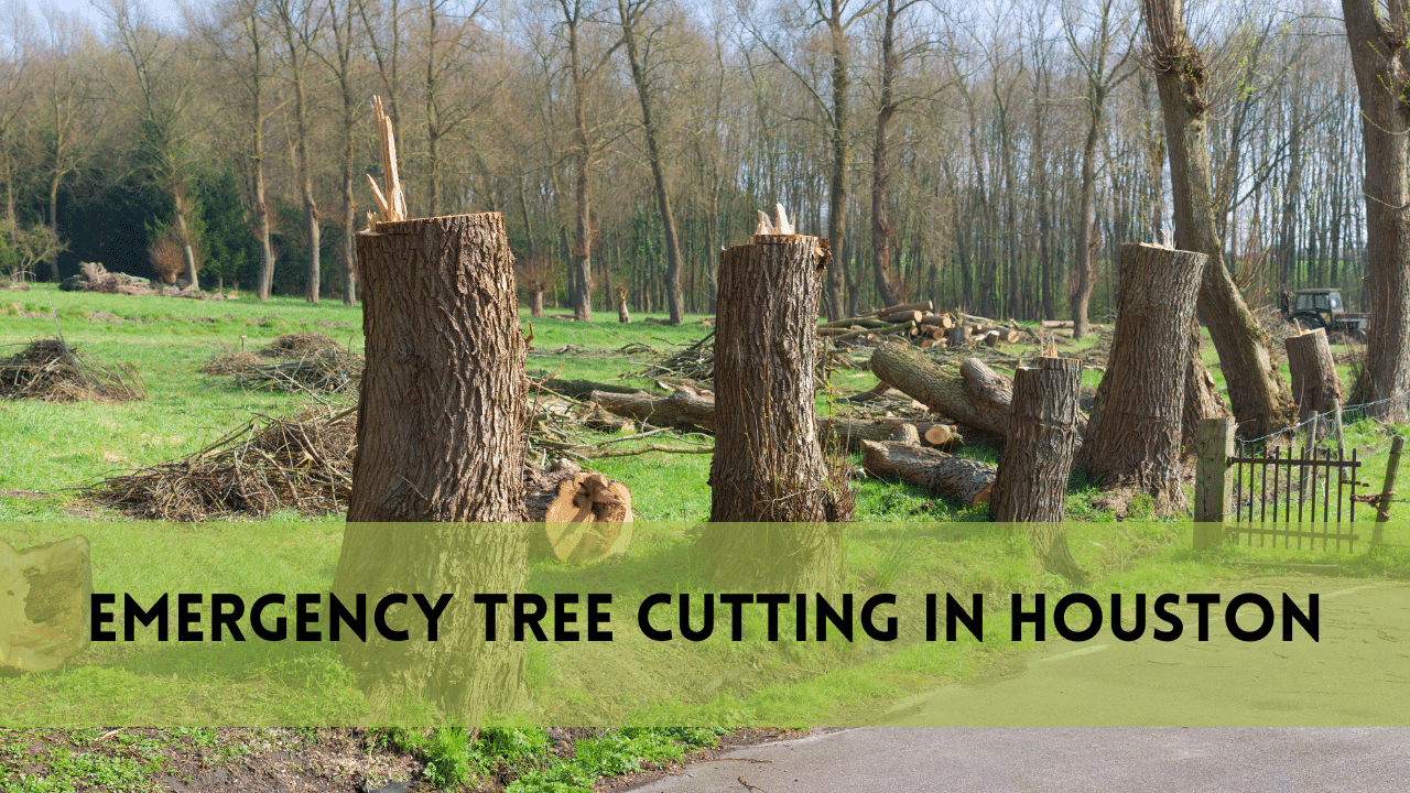 Emergency Tree Cutting in Houston