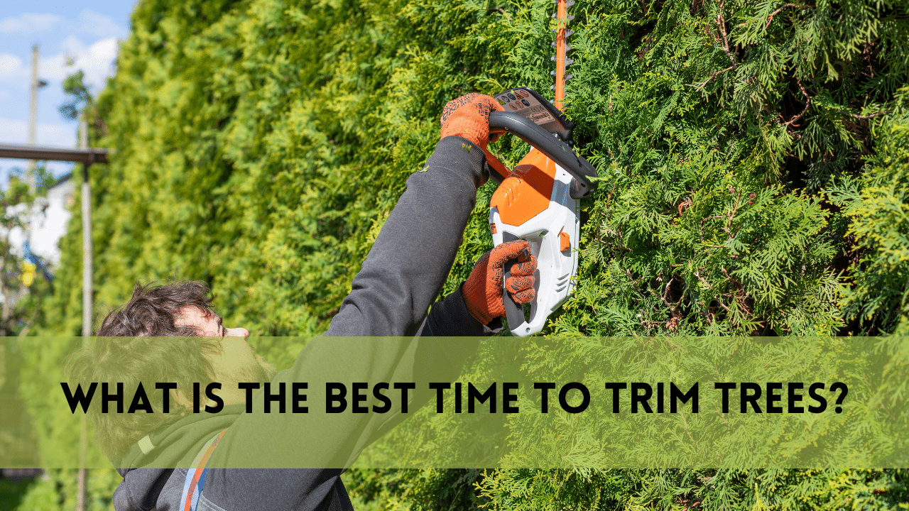 What is the Best Time to Trim Trees?