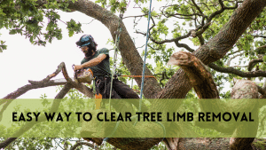 Clear Tree Limb Removal