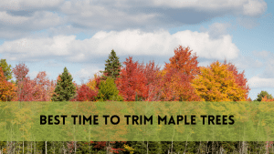 Best Time to Trim Maple Trees