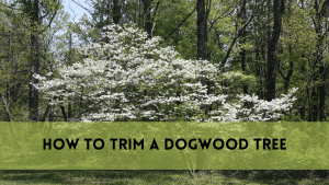 How to Trim a Dogwood Tree