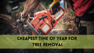 Cheapest Time of Year for Tree Removal