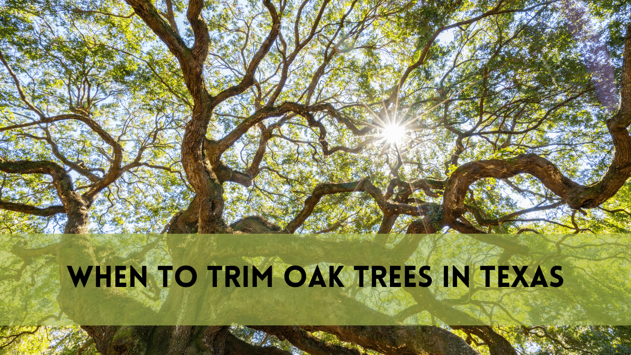 When to Trim Oak Trees in Texas