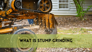 What is Stump Grinding