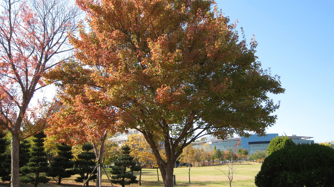 Best Time to Trim Maple Trees