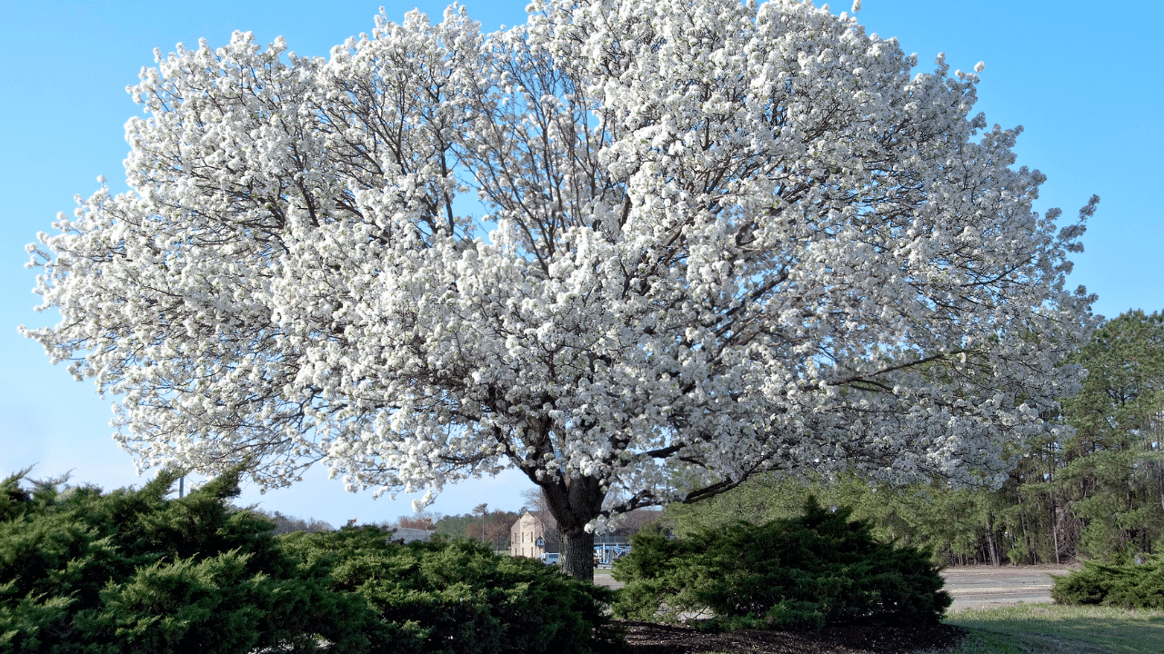 How to Trim a Dogwood Tree