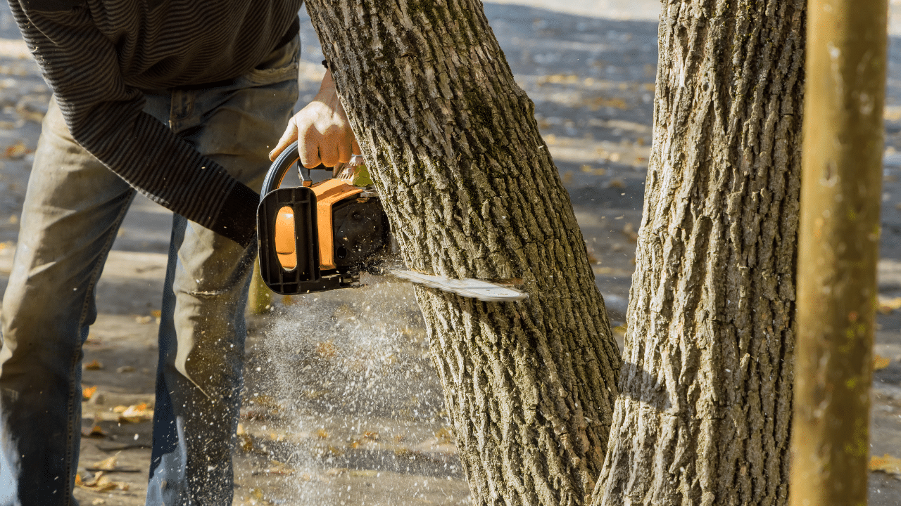 Cheapest Time of Year for Tree Removal