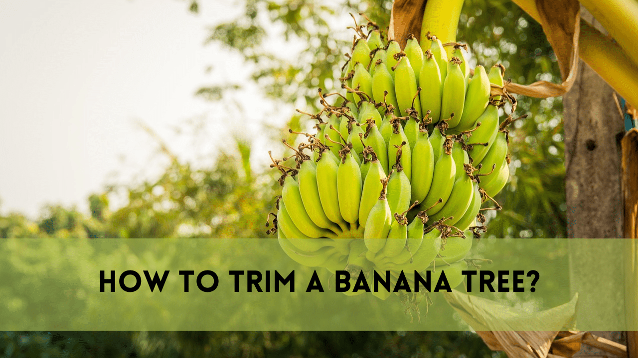 How to trim a banana tree?