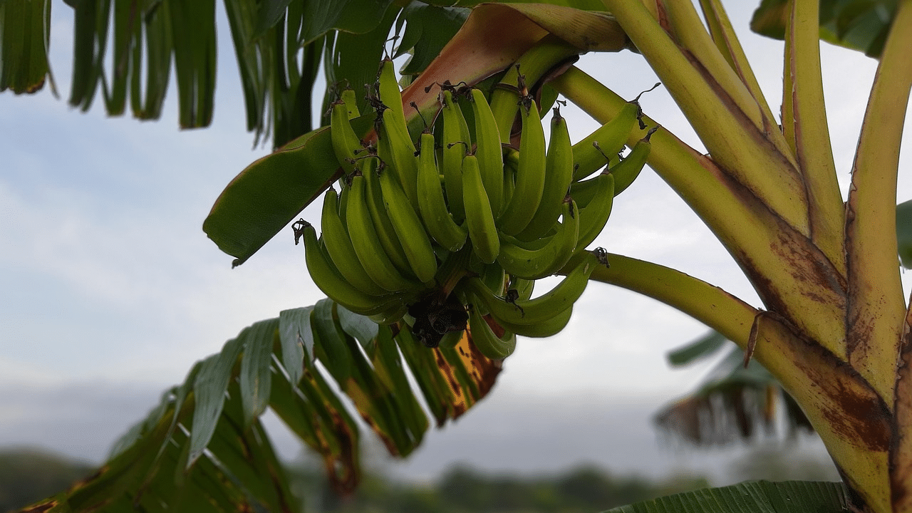 How to trim a banana tree?