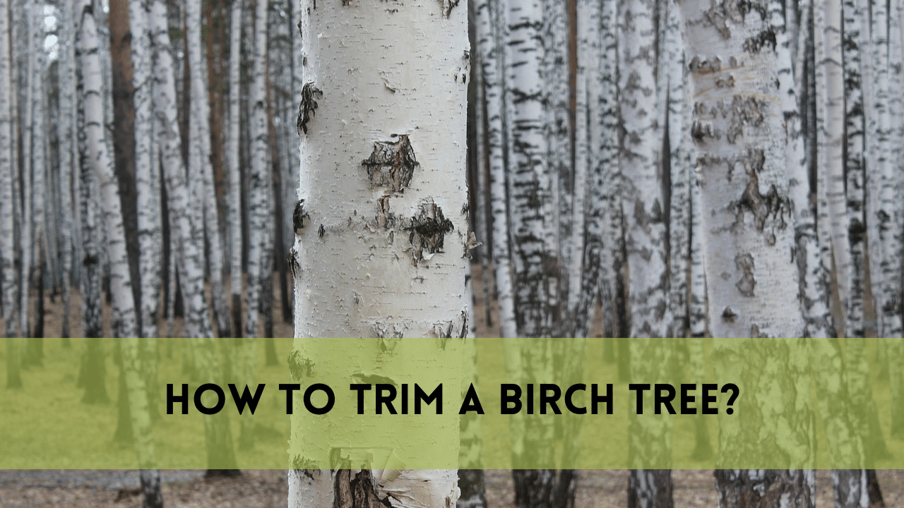 How to trim a birch tree