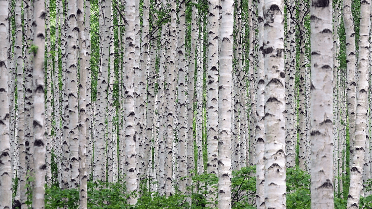 How to trim a birch tree