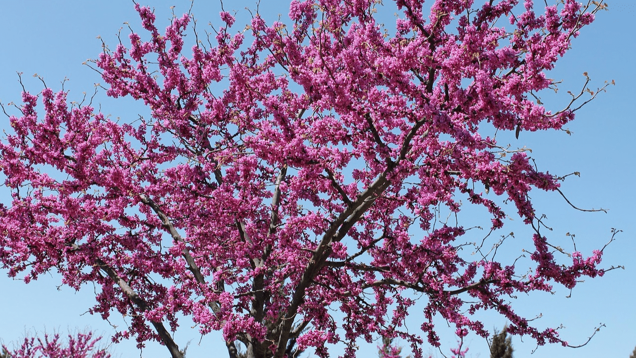 How to trim a redbud tree?