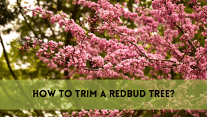 How to trim a redbud tree?