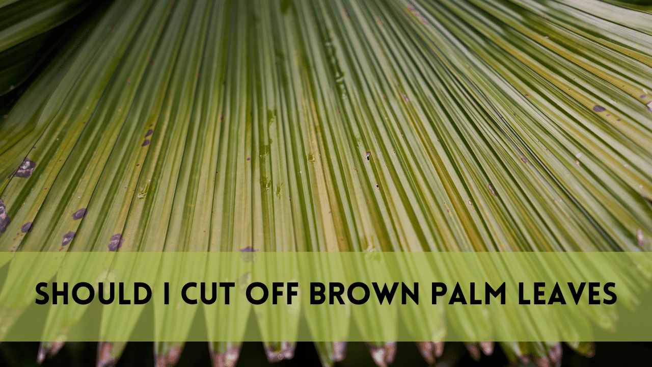 Should I Cut Off Brown Palm Leaves?