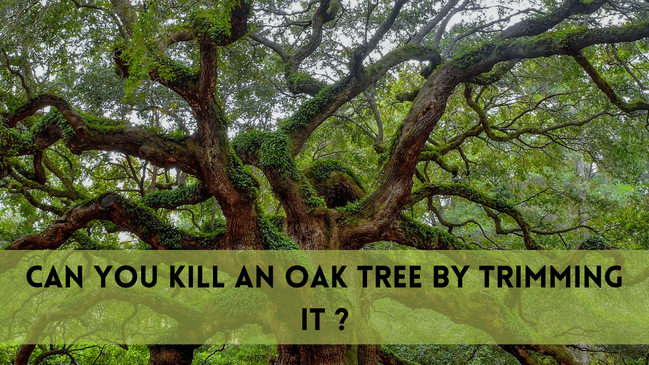 can you kill an oak tree by trimming it?