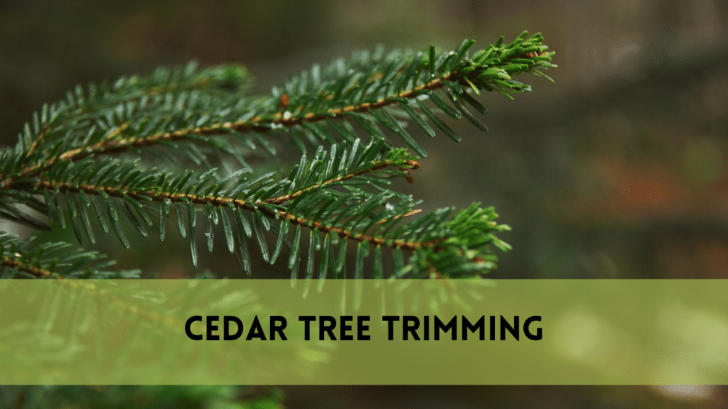 Cedar tree trimming