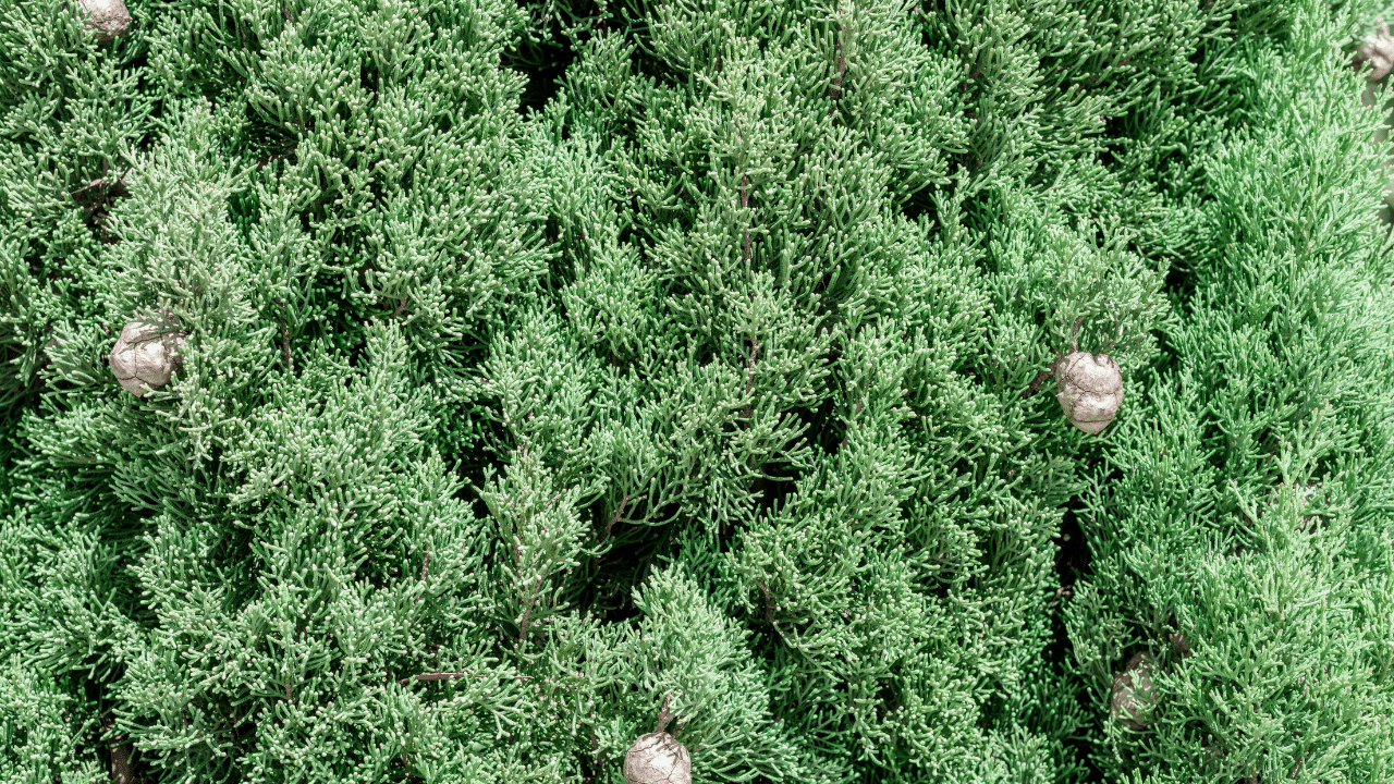 Cedar tree trimming