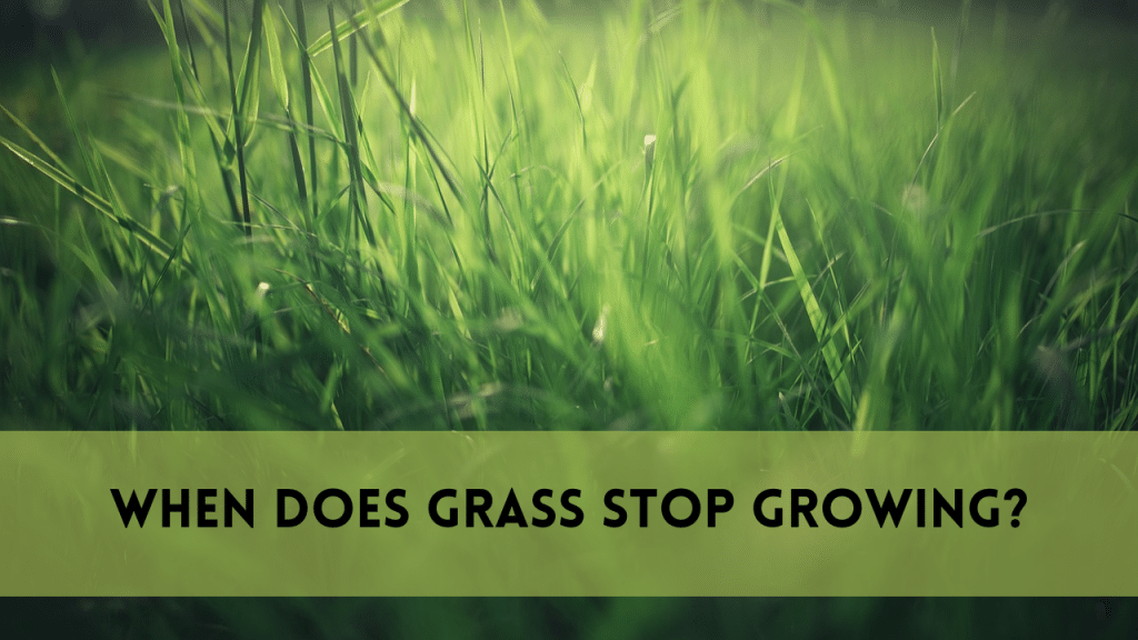 when does grass stop growing