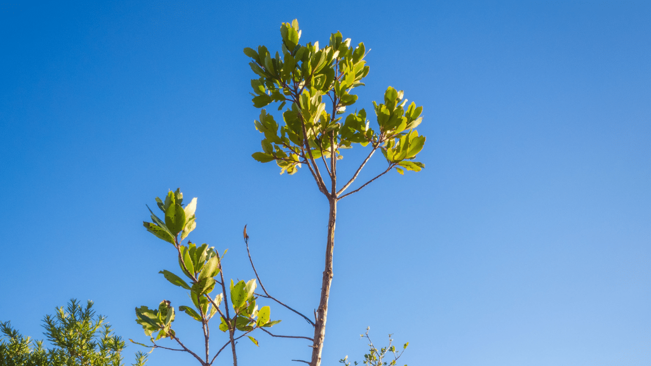 how to remove a small tree?