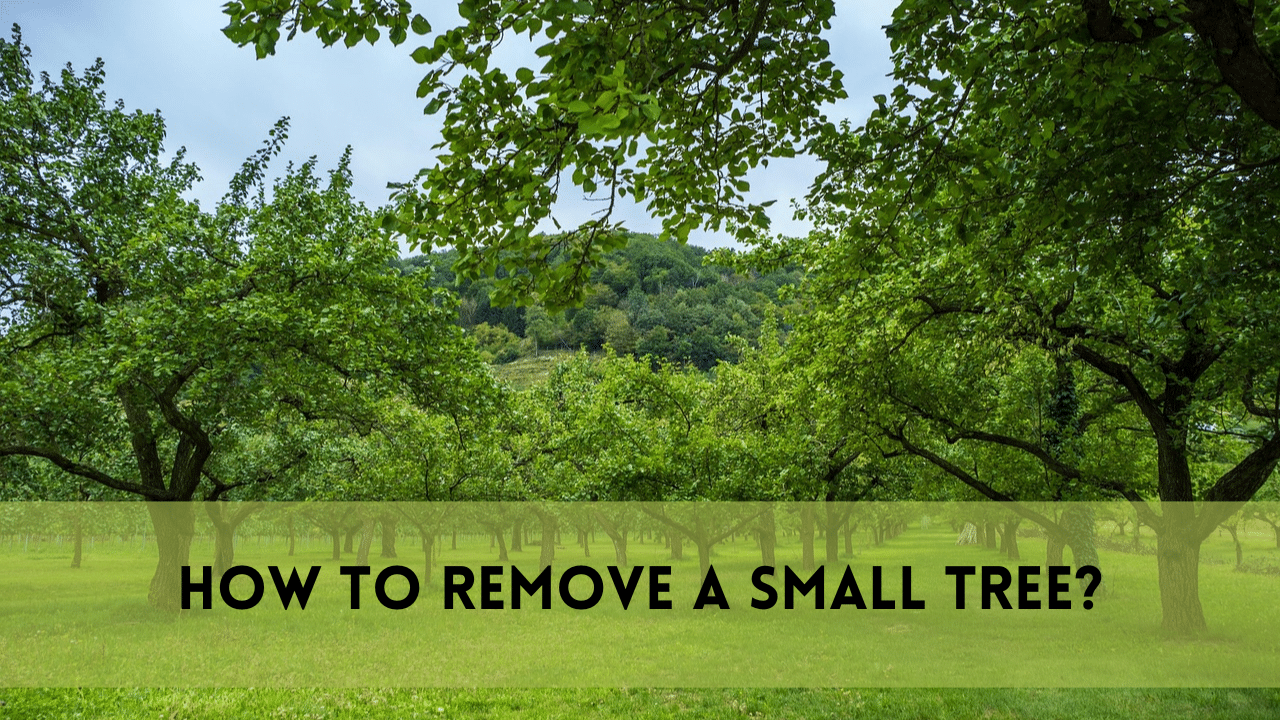 how to remove a small tree?