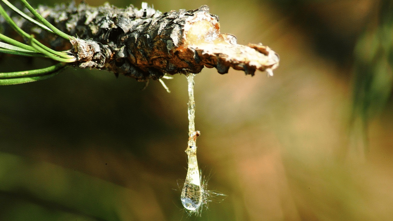 How to remove tree sap from windshield?