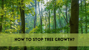 how to stop tree growth?